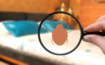 What You Should Do If You’re Bitten by Bedbugs in a Vegas Hotel